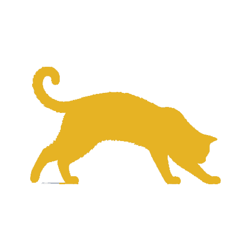 Navy cat in a play-bow stretch