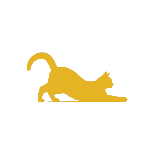 Gold cat stretching forward